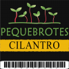 Pequebrotes de cilantro