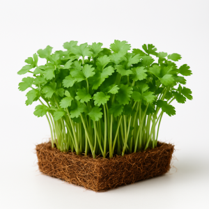 Pequebrotes de cilantro