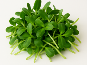 Pequebrotes de girasol