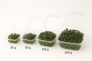 Pequebrotes de Mostaza oriental picante